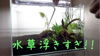 45cm水槽立上げ 初心者過ぎる植え方 汗 水草を追加します Youtube