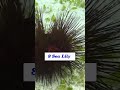 The Incredible Impact of Echinoderms Species Names | Interesting Facts | The Beast World