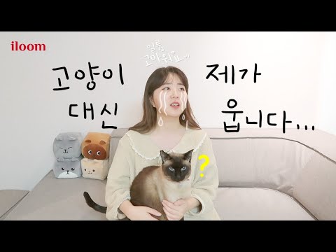 드디어!! 메주와 일룸이 함께 만든 두번째 캣타워! 집사들 눈물 흘릴 왕친절 캣타워 등장ㅠㅠ