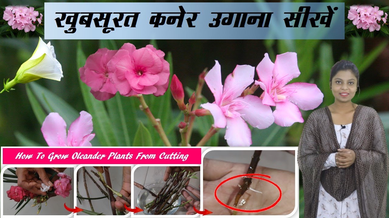 खूबसूरत कनेर उगाना सीखें know how to grow oleander plants at home