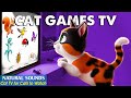 Ultimate Cat Game TV for Cats to Watch－Games for Cats to Stimulate Their Minds &amp; Ease Anxiety🐭CAT TV