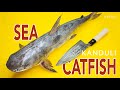 SEA CATFISH || HERBS MARINATED