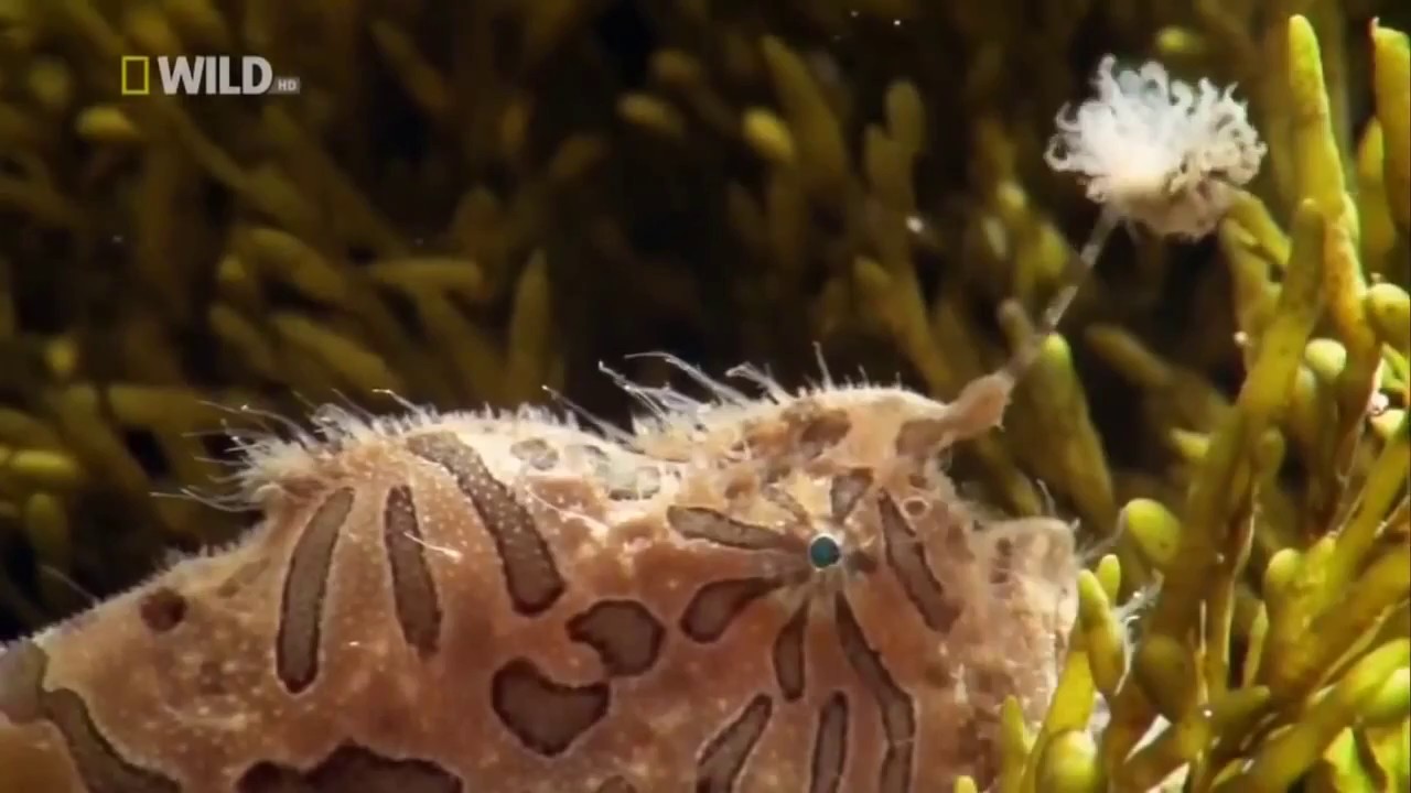 Удивительная природа.Мастера маскировки