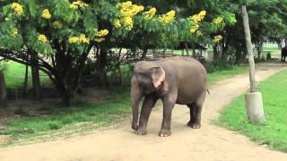 How Does an Elephant Scratch an Itch?