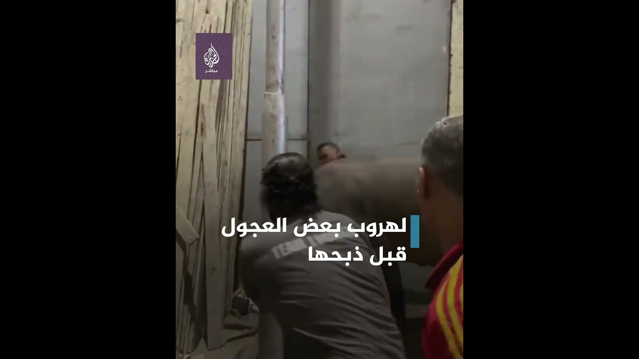 وسط سخرية واسعة.. وسم #العجول_الهربانة يتصدر المنصات المصرية