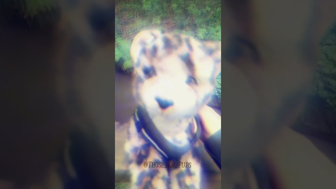 Pretty shitty edit but oh well :3 