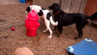 Big Dogs With Eli & Wally Playing.mp4