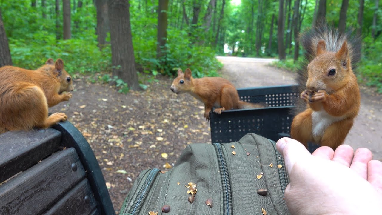 Зарисовка с белками / A sketch with squirrels