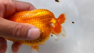 DSCF4737