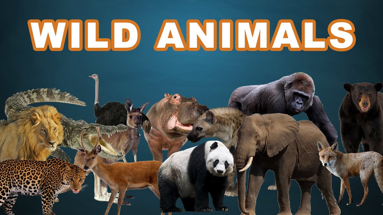 Learn The Names Of Wild Animals l Learn About Animals | Wild Animal