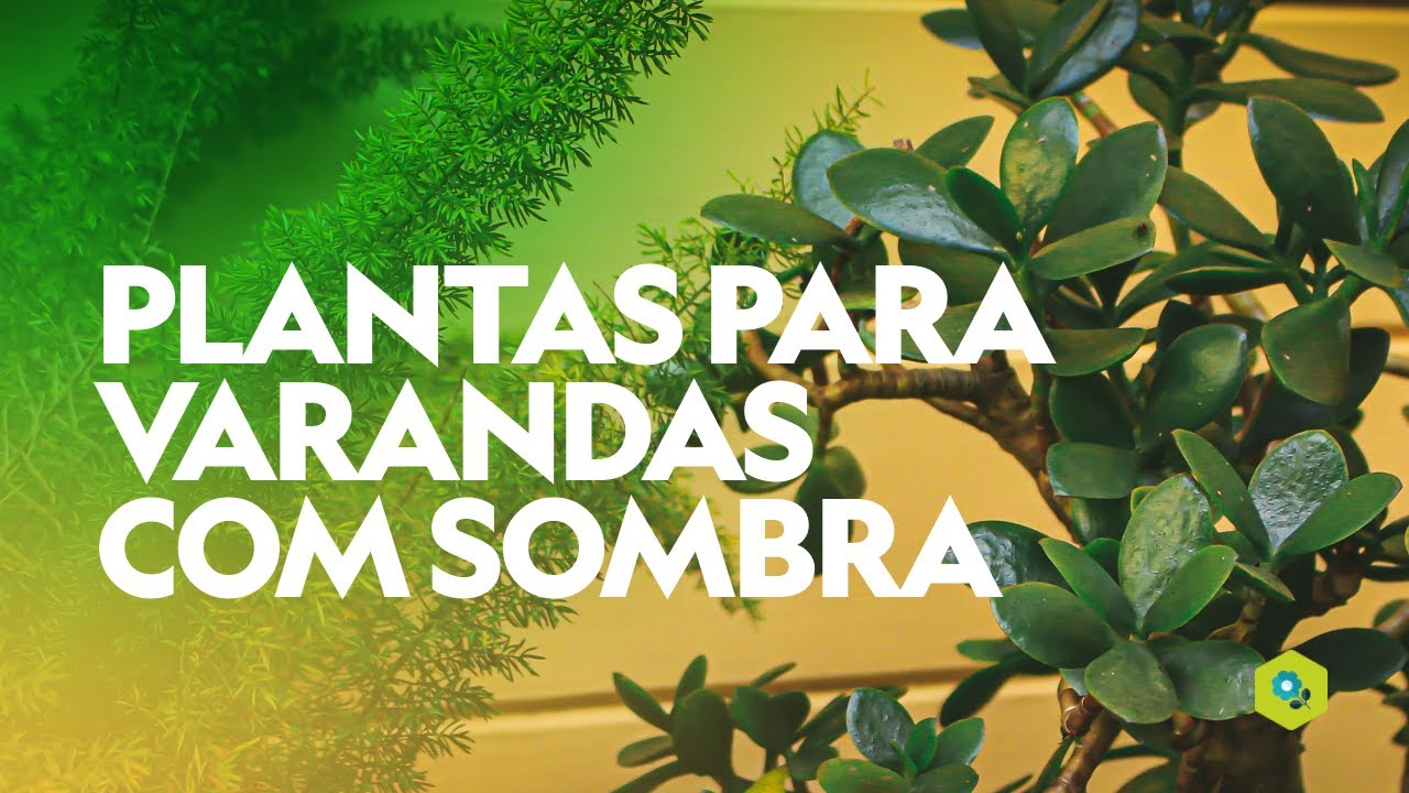 15 PLANTAS para VARANDAS com SOMBRA - thptnganamst.edu.vn