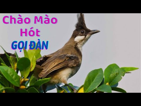 Video Gọi Bầy Liên Tục! Tiếng Chào mào gọi đàn kích bổi yếu... - youtube