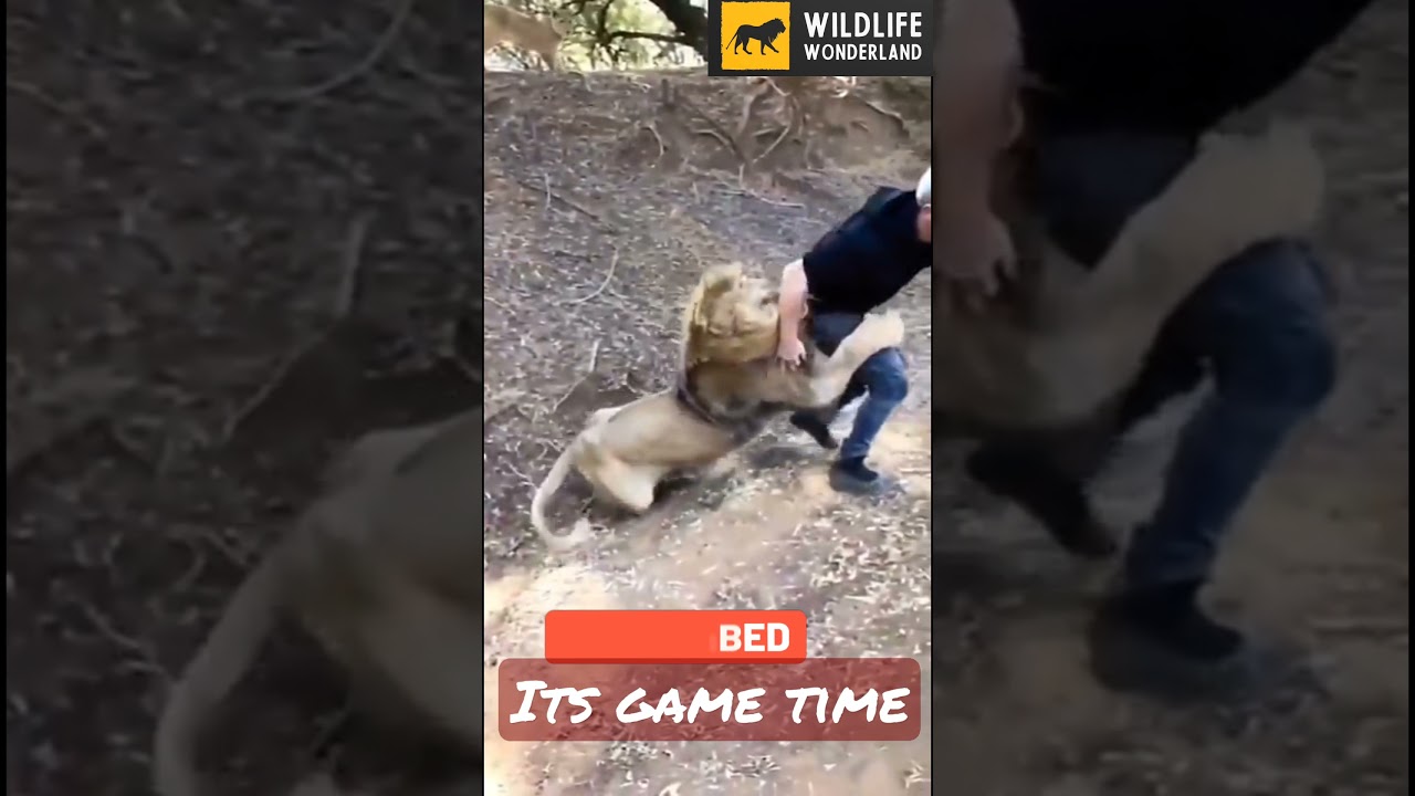 Lion plays with man | Dangerous Friendship | 