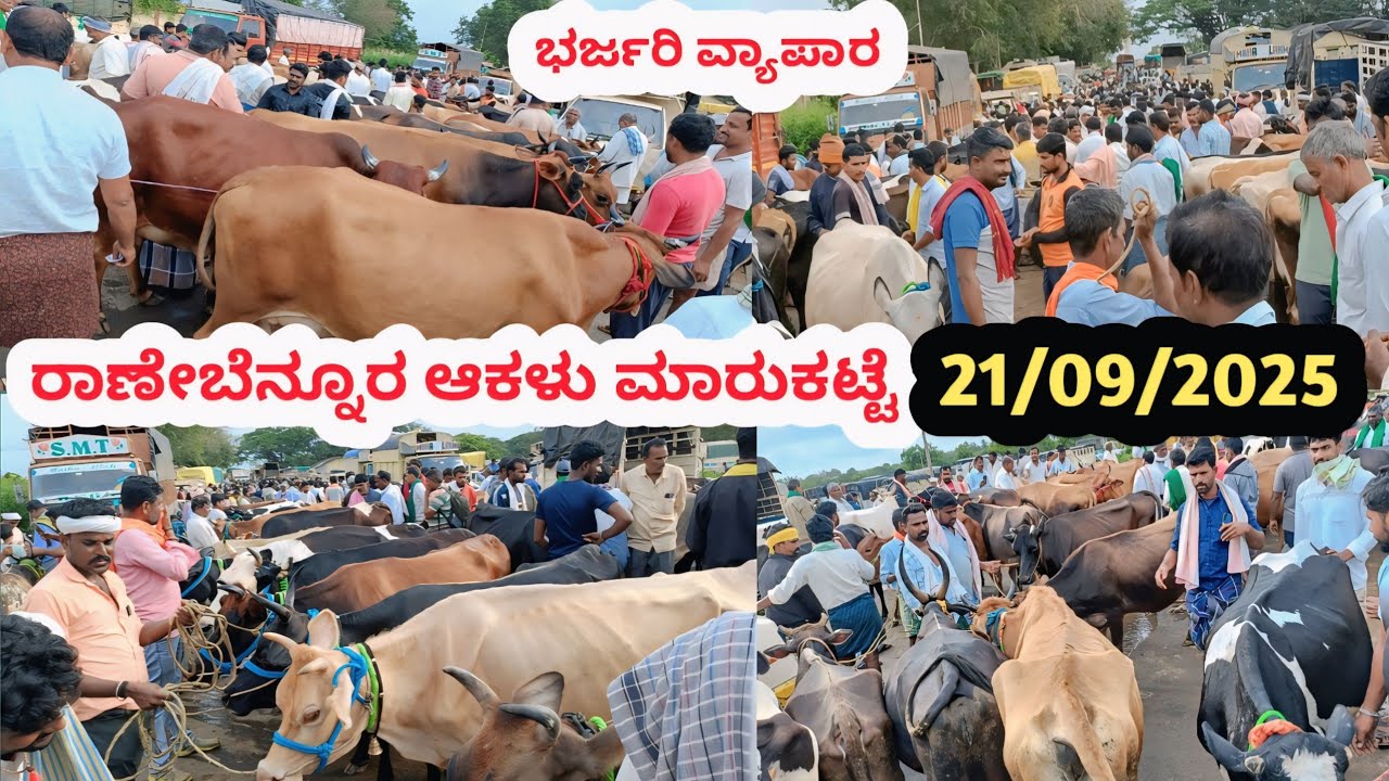 ರಾಣೇಬೆನ್ನೂರ ಆಕಳು ಮಾರುಕಟ್ಟೆ || Ranebennuru Cow Market || ಪ್ರತಿ ಭಾನುವಾರ ಬೆಳಿಗ್ಗೆ 