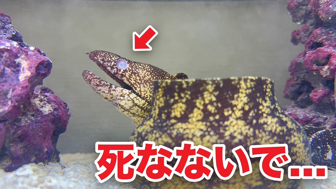 片目がなくなったウツボがヤバい...