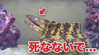 片目がなくなったウツボがヤバい...