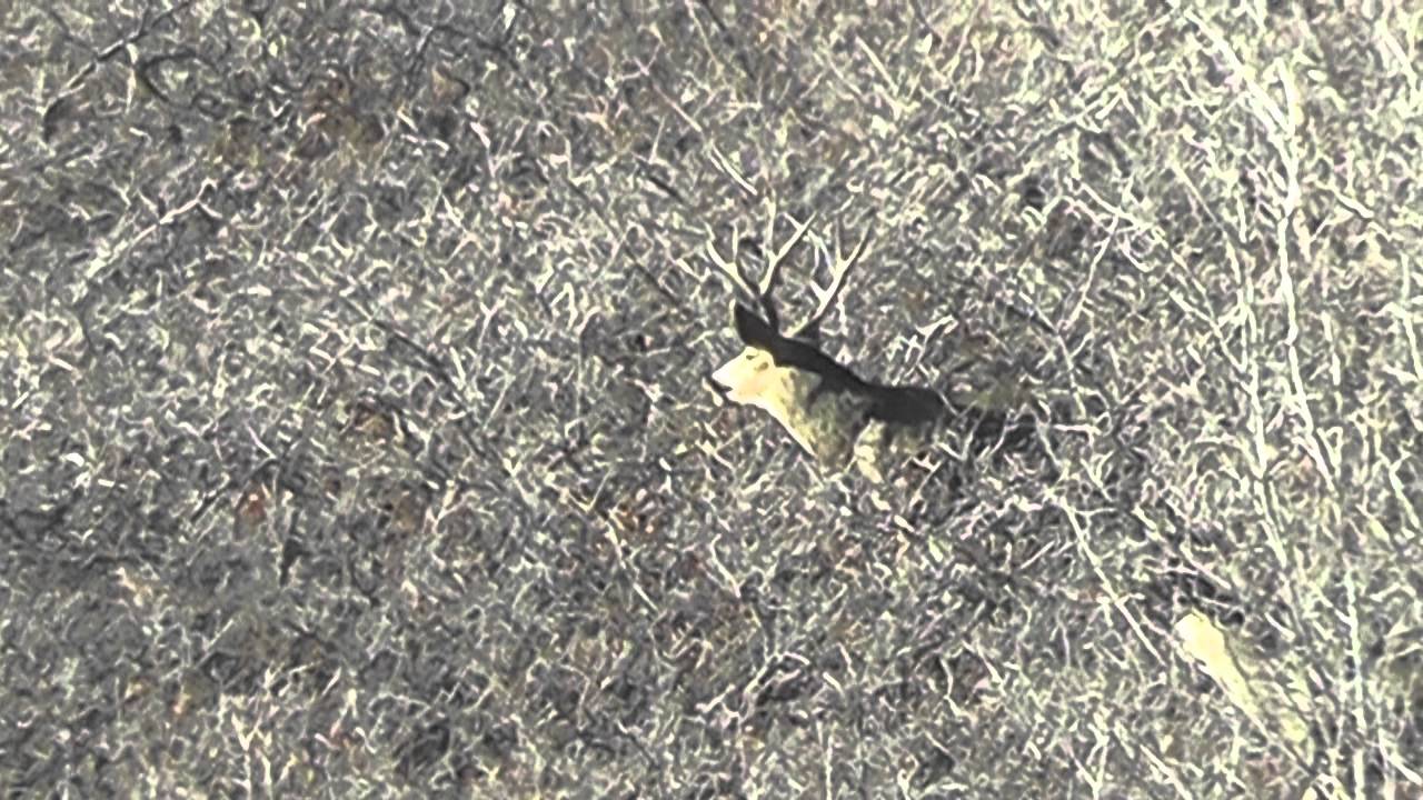 2012 Extended Archery, Utah, Hunting YouTube