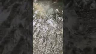 Download Lagu Crocodile @ Sungei Buloh Wetland Reserve MP3