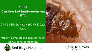 Top 3 Bed Bug Removal Companies in West Point