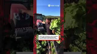 Çiftçi Ürünlerine Biçilen Değere Isyan Etti Tarlayı Marullarla Birlikte Sürdü