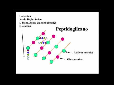 Vídeo: Qual é a estrutura química do peptidoglicano?