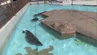 姉を追いかける赤ちゃんアザラシ~Habour Seal Baby