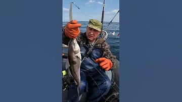 ЗДОРОВАЯ ПИКША