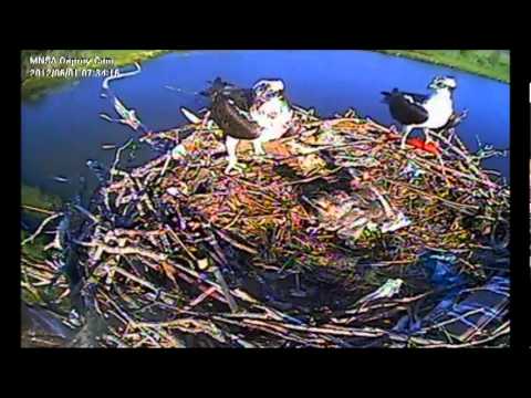 6/55 MNSA Osprey-Cam: 6/5/2012