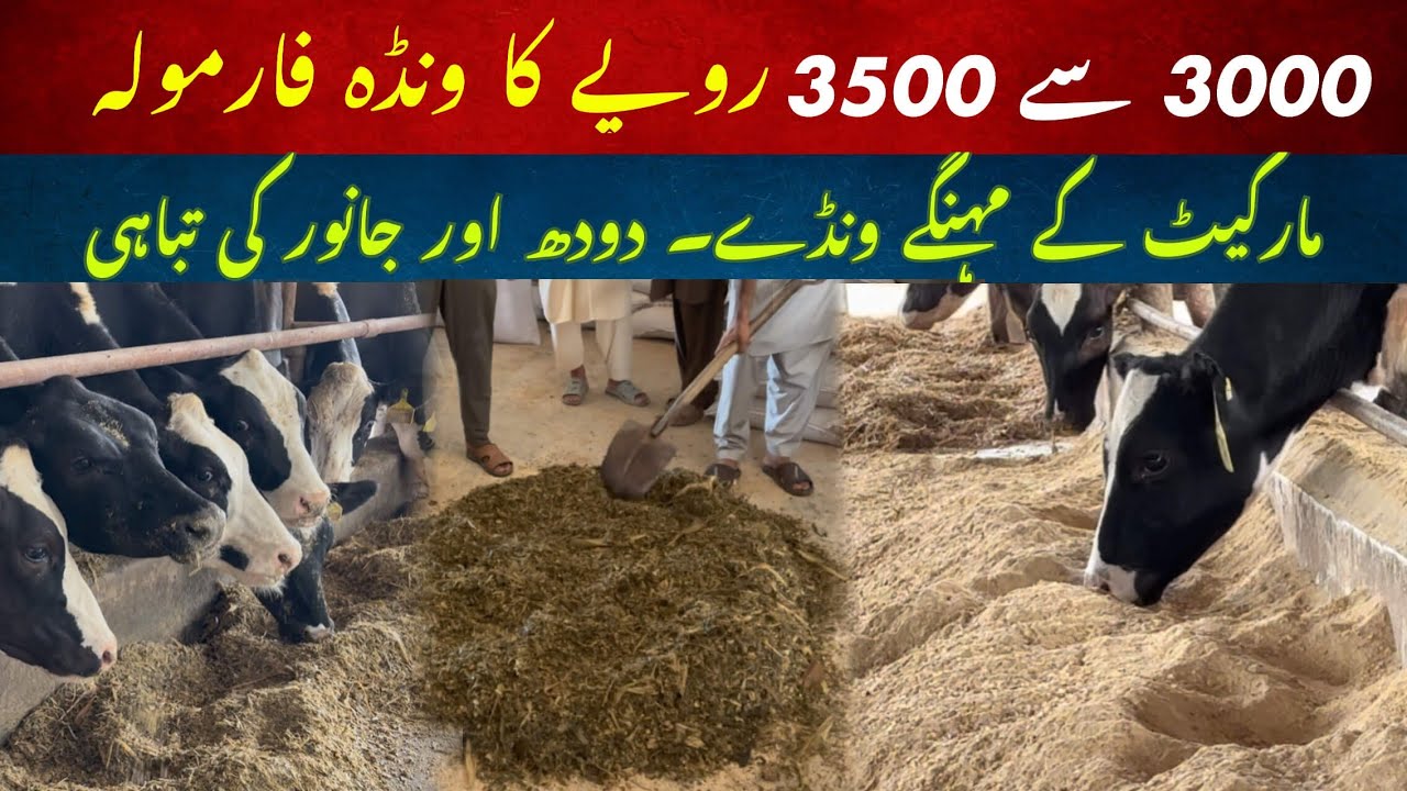 3000 say 3500 ka wanda formula II Best market wanda II Maximum milk wala susta wanda
