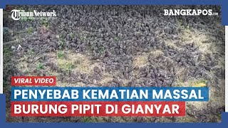 Kematian Massal Ribuan Burung Pipit di Bali Telah Diketahui, Ternyata ini Penyebabnya