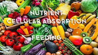 Cellular Nutrient & Body Nutrition - Nutrient Absorption (Energetically Programmed)
