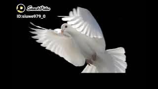 cinta dan badai ciptaan Ari wibowo