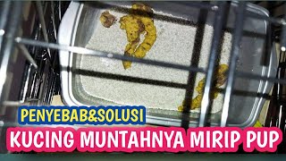 SOLUSI KUCING MUNTAH SEPERTI PUP SEPERTI KOTORANNYA