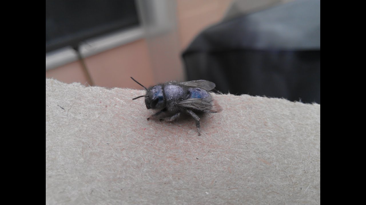 Blue Orchard Bee (Osmia lignaria)