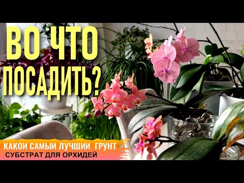 فيديو: Epiphyte (نبات): ما هو وأين ينمو