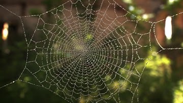 Spider Web Generator