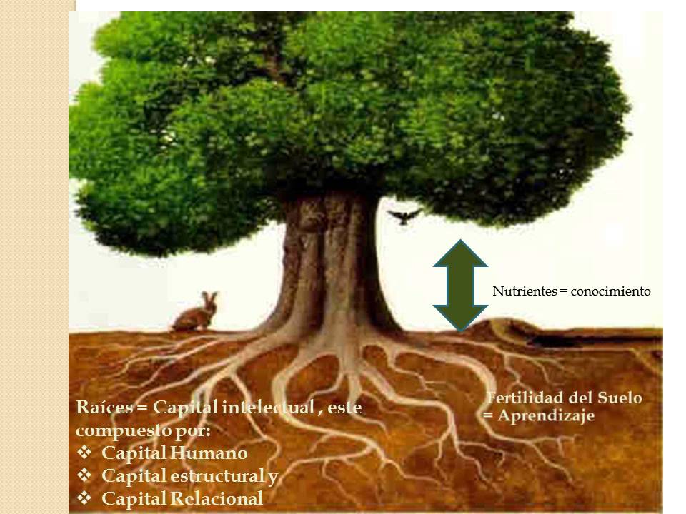 METAFORA ORGANIZACIONAL EL ARBOL COMO ORGANIZACION YouTube