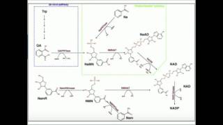 Niacin: Metabolism to NAD and NADP