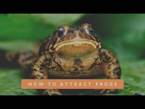 How to attract frogs || How to attract frogs to your garden || How to attract frogs to your pond