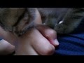 がっくん 猫に甘えられる