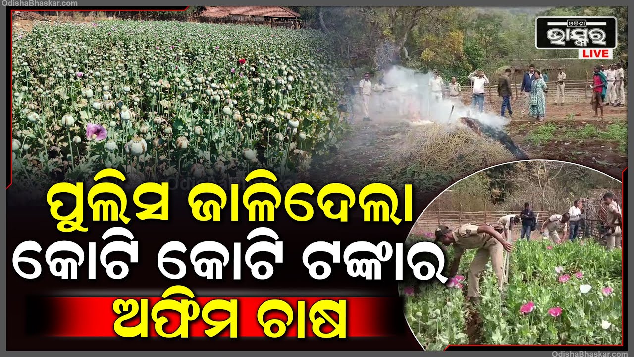 ବେଆଇନ ଭାବେ ହୋଇଥିବା କୋଟି କୋଟି ଟଙ୍କାର ଅଫିମ ଚାଷକୁ ପୋଡ଼ି ନଷ୍ଟ କରିଦେଲା ପୋଲିସ