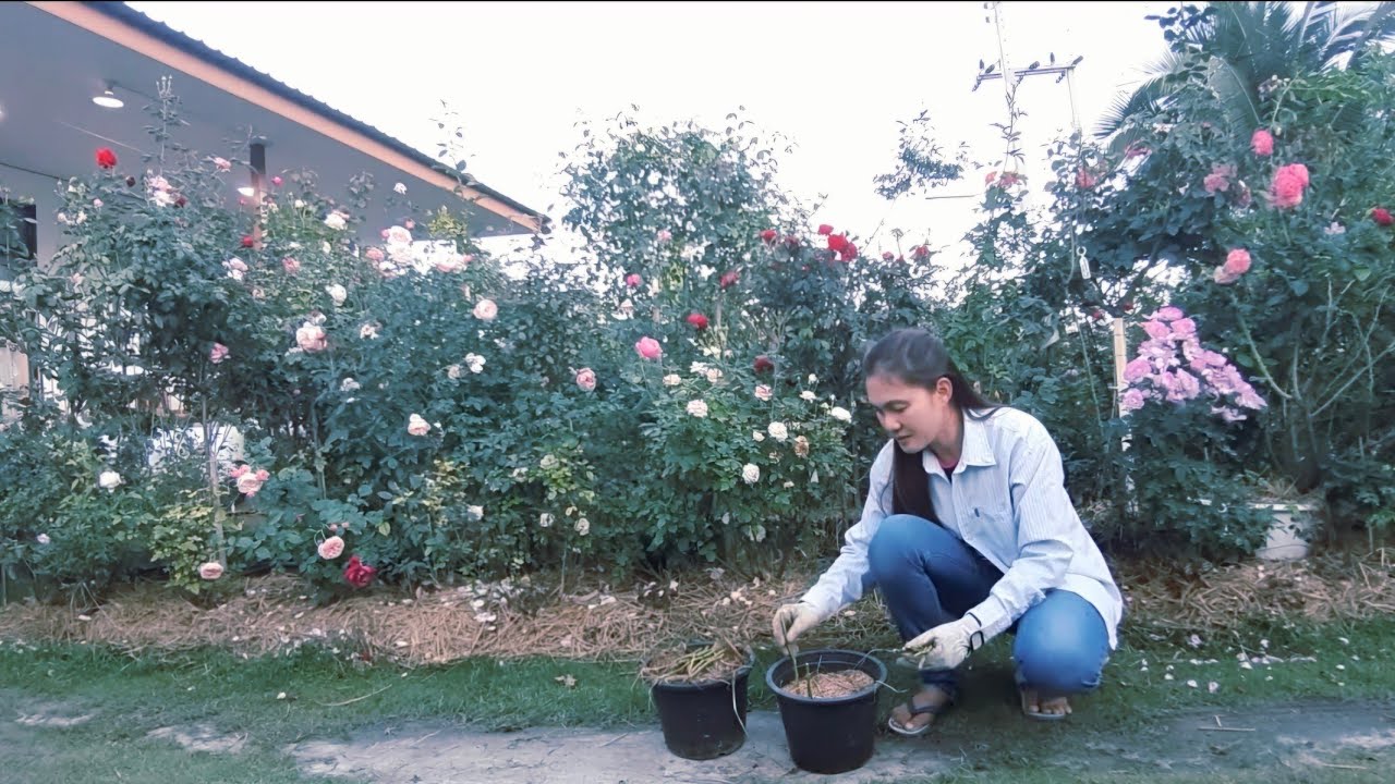 พาชมสวนกุหลาบข้างบ้าน 490 ทำตอป่าไว้ใช้เองในสวน