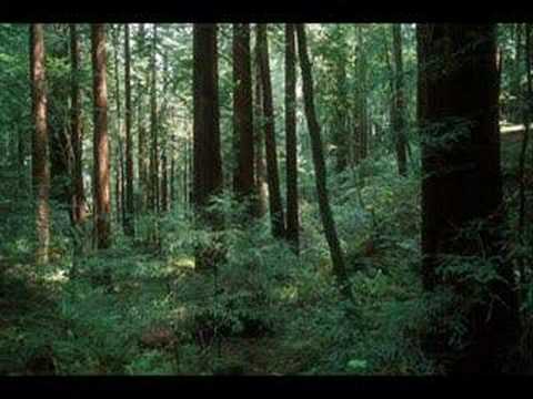 Forest Pictures - YouTube