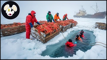 Ongelooflijke sneeuwkrabvangsten 🦀 Het meest schokkende proces dat je ooit hebt gezien | Jachtdoc...