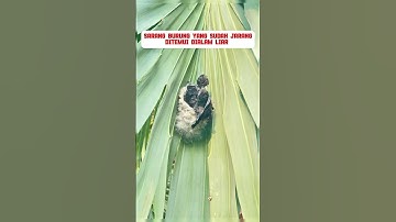 sarang burung serindit #burung #mangkicauoffecial #kicaumania #burungkicaudialamliar #birds #bird