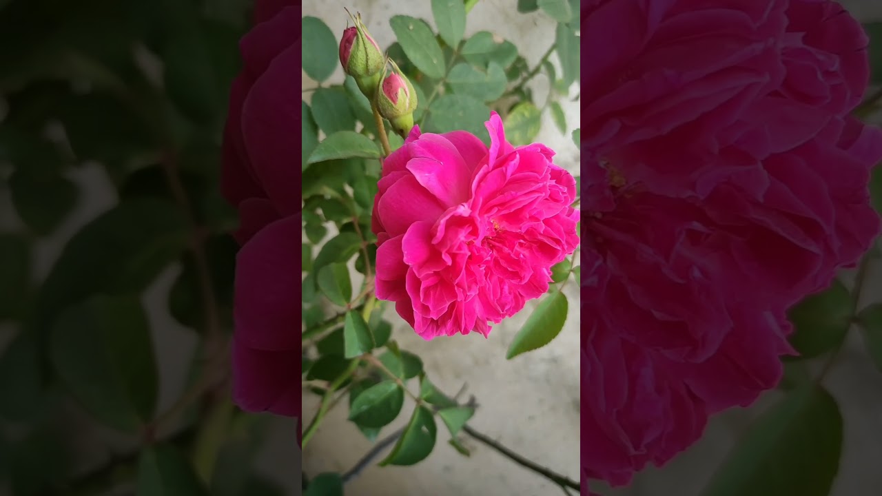 Beautiful pink rose 