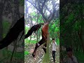 ￼friend, your hero has become a fool animals video of him entering the tree #funny #youtubeshorts