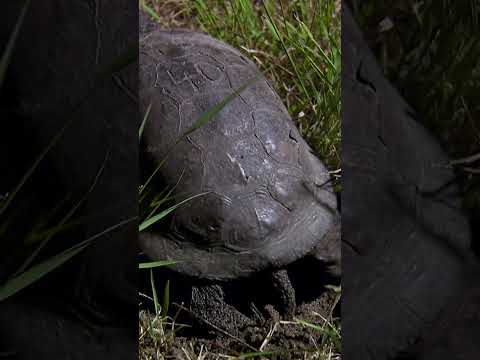 Video: Florbalová Softshellová korytnačka