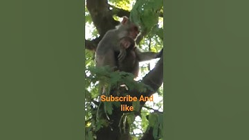 Baby monkey # #miku #cover
