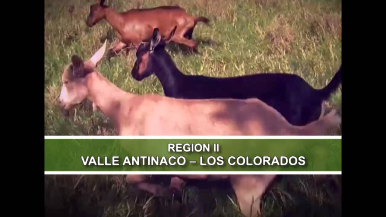 CONVOCATORIA CAPRINA 1 camera iphone 8 plus apk